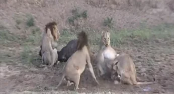Watch: Buffalo gets new life as lions start fighting with each other
