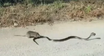 Viral Video: Courageous mother rat takes on deadly snake to save her baby