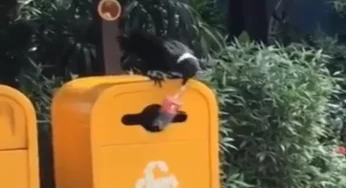 Inspiring Video: Smart bird picks up plastic bottle and puts it in bin