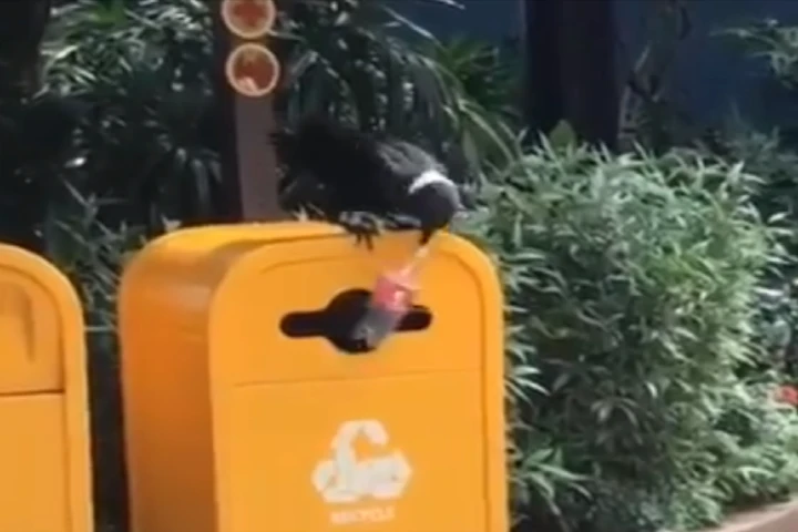 Inspiring Video: Smart bird picks up plastic bottle and puts it in bin