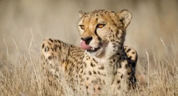 India to import over 100 cheetahs from South Africa