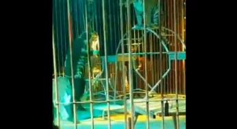 Captured on Camera: Tiger mauls trainer as circus show goes horribly wrong