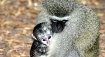 Decision to kill 450 vervet monkeys by Dutch Caribbean Island triggers outrage