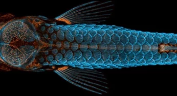Indian study reveals protein found in Zebrafish can regenerate aged human discs