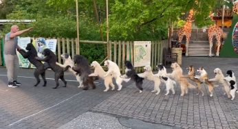 Watch: 14 dogs walk on hind legs in congo line to set new world record