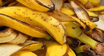Banana peels that are thrown away are actually good for health 