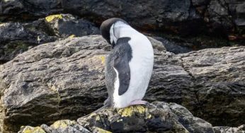 Why birds that dive under water are at greater risk of extinction