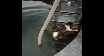 Viral Video: Brave dog risks life to save cat friend