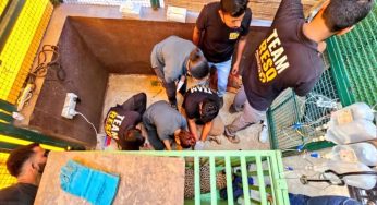 Leopard triggers panic in Pune, Forest Dept. officials step into rescue act