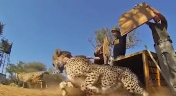 Watch: The joy of freedom as cheetahs, chimps, tigers & birds are released in the wild