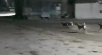 Amazing video: Dogs take on stray Lion in Gujarat