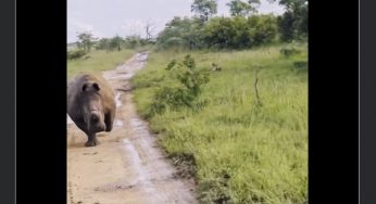 Watch: Angry rhino charges at safari jeep, narrow escape for tourists