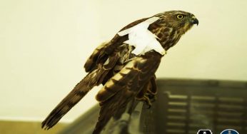 Maharashtra vets enable Shikra with broken wing to fly again