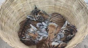Andhra forest officials launch massive effort to reunite 4 tiger cubs with mother