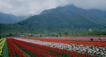 Asia’s largest tulip garden in Srinagar to open on March 19