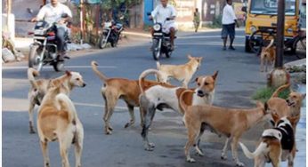 Stray dogs maul two small boys to death in Delhi
