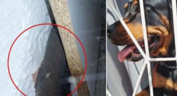 Brave dog saves master from deadly snake coiled under couch