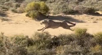 Captured on camera: Cheetah moves at lightning speed to hunt down prey