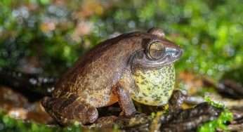 Scientists find frogs thriving in Maharashtra’s cashew plantations
