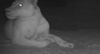 Africa’s Chad sees return of extinct lion!