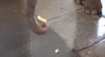 Elephant peels bananas, stunned scientists start study 