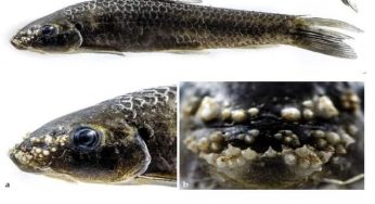 Scientists discover new freshwater fish species in Odisha’s Kolab river