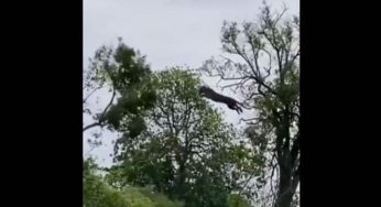 Watch: Leopard leaps to kill prey