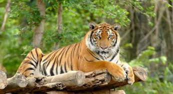 Andhra Pradesh celebrates as tiger count goes up to 67 in Nagarjuna Sagar reserve