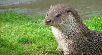 Spotting of Indian otter at Karnataka’s Malyadi bird sanctuary creates a stir