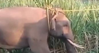 Destructive tusker finally caught in Tamil Nadu