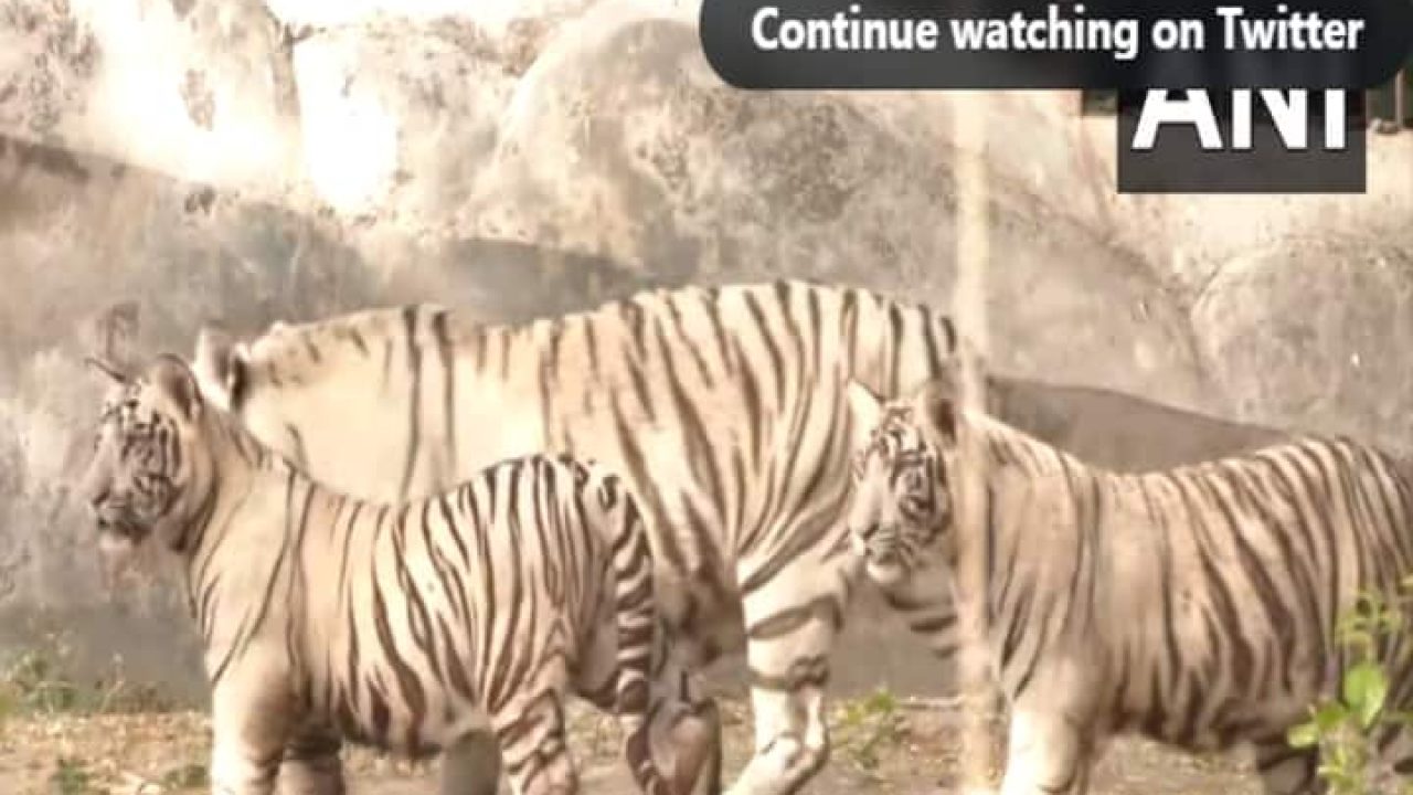 White Tigress In Delhi Zoo Gives Birth To Three Cubs