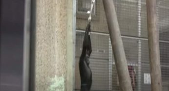 Scientists discover great apes too love spinning and rolling like humans