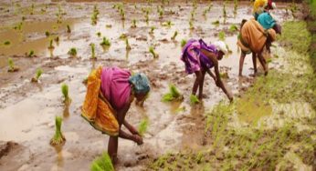 Central University of Odisha starts new agriculture, dairy and forest courses  
