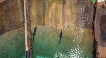 Mumbaikars flock to Asia’s first Crocodile Trail at heritage zoo