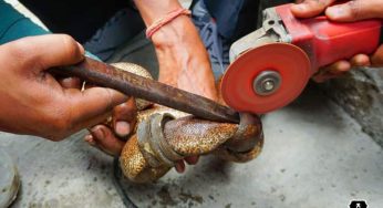 Delhi man saves trapped ‘Do Muha’ snake 