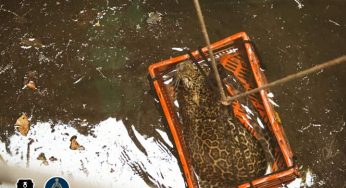Maharashtra villagers save leopard stuck in 80-foot-deep well
