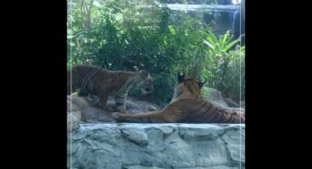 Newborn tiger cubs and penguin chicks are star attractions at Mumbai heritage zoo