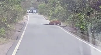 Watch: Majestic tiger drinks water as traffic waits!