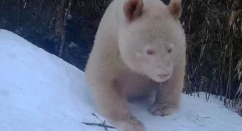 World’s one and only white giant panda in China is healthy and happy