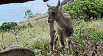 Kerala’s Munnar reports steady rise in Nilgiri tahr numbers