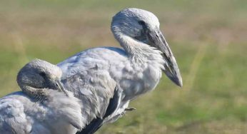 Chhattisgarh village disallows cell phone towers to protect birds from radiation