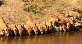 Rare video: 20 lions descend on river to quench their thirst