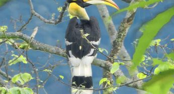 Rescuers amazed as Great Hornbill pair nurses orphaned chick as its own