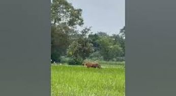 Watch: Tiger strolls majestically amid paddy fields as farmer ploughs his land in UP’s Pilibhit