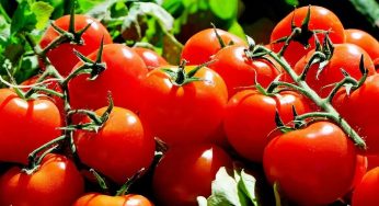 Nepali farmers welcome India’s decision to source agro-products beyond tomatoes