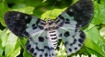 National Moth Week celebrated in Nilgiris