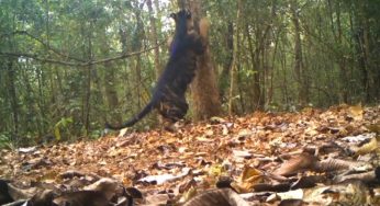 Watch: Rare black tiger trying to climb a tree at Odisha’s Simlipal Reserve