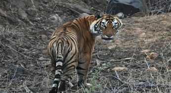 Tiger travels through 4 States to return to Uttarakhand’s Rajaji reserve after a year