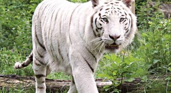 White tigress gives birth to two cubs, Punjab’s Zirakpur zoo celebrates