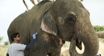 Wildlife NGO opens care centres for aged and injured elephants